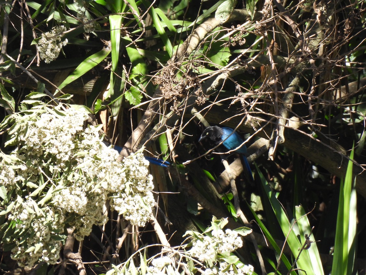 Bushy-crested Jay - ML634309713