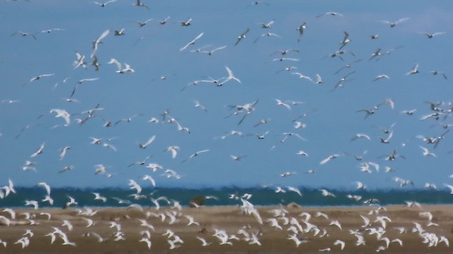 Sandwich Tern - ML634309855