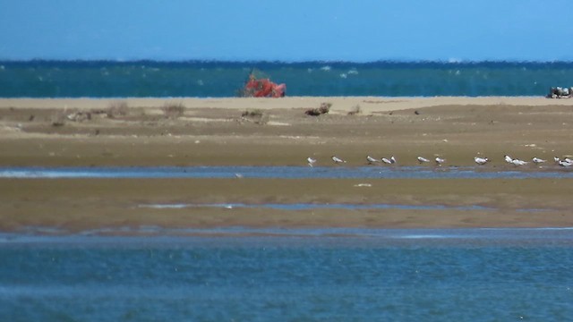 Sandwich Tern - ML634309877