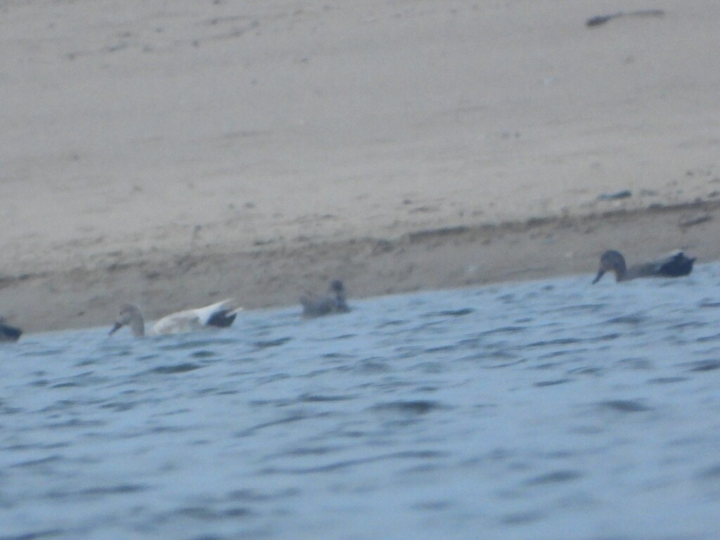 オカヨシガモ - ML634309968