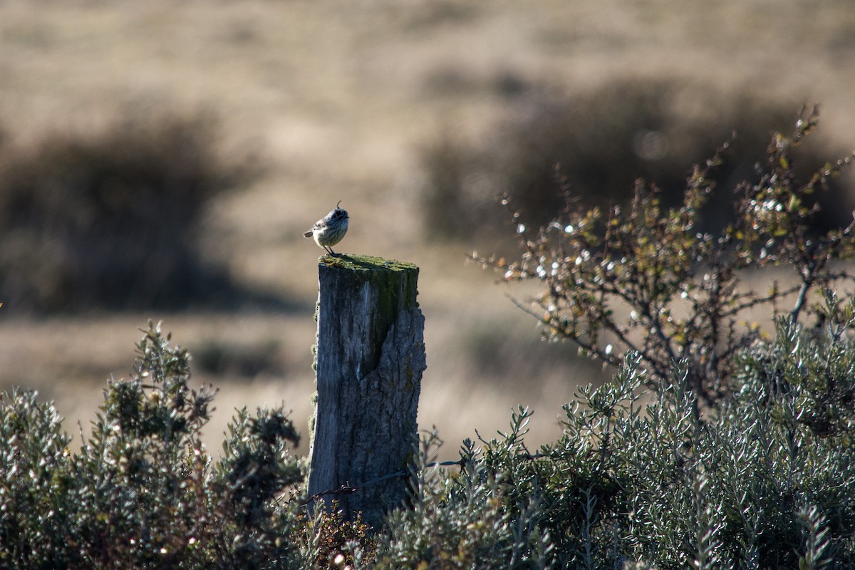 Tufted Tit-Tyrant - ML634310048