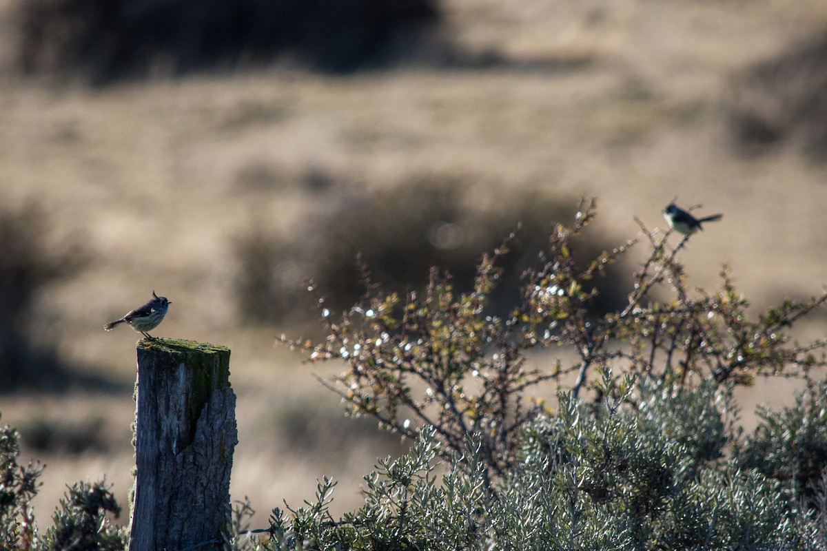 Tufted Tit-Tyrant - ML634310049