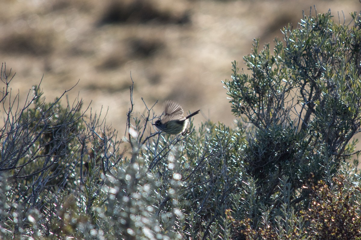 Tufted Tit-Tyrant - ML634310050