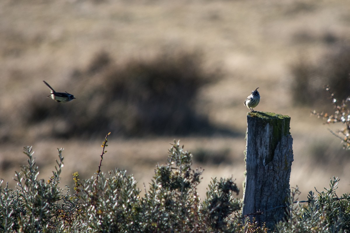 Tufted Tit-Tyrant - ML634310051