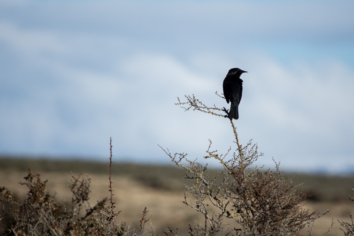 Austral Blackbird - ML634310095