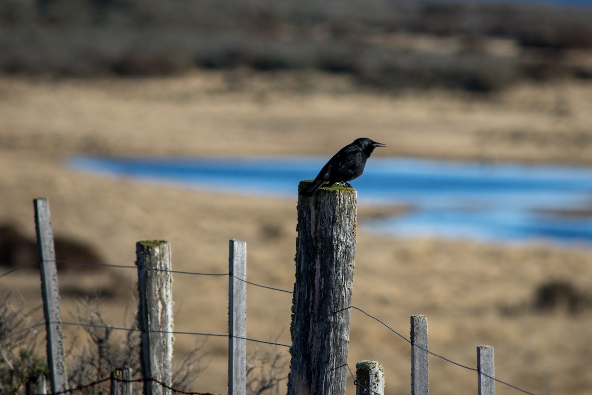 Austral Blackbird - ML634310096