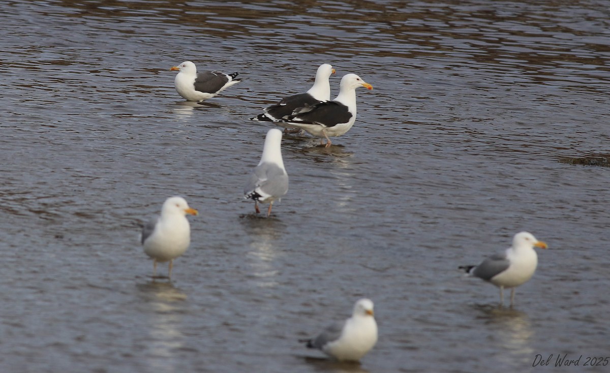 Lesser Black-backed Gull - ML634310235