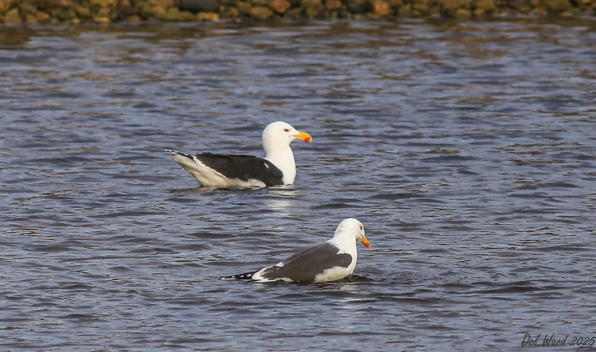 Lesser Black-backed Gull - ML634310262