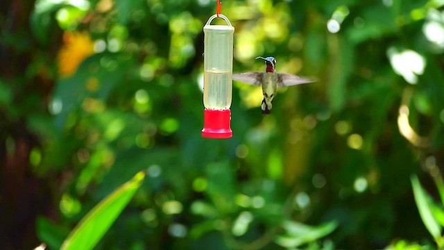 Long-billed Starthroat - ML634310375