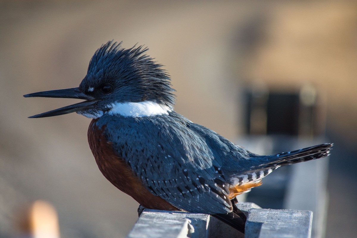 Ringed Kingfisher - ML634310489