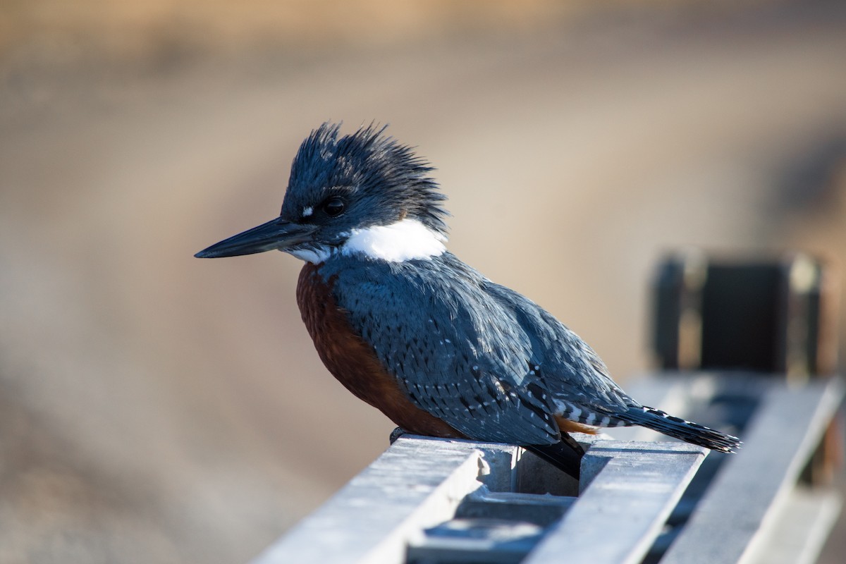 Ringed Kingfisher - ML634310490