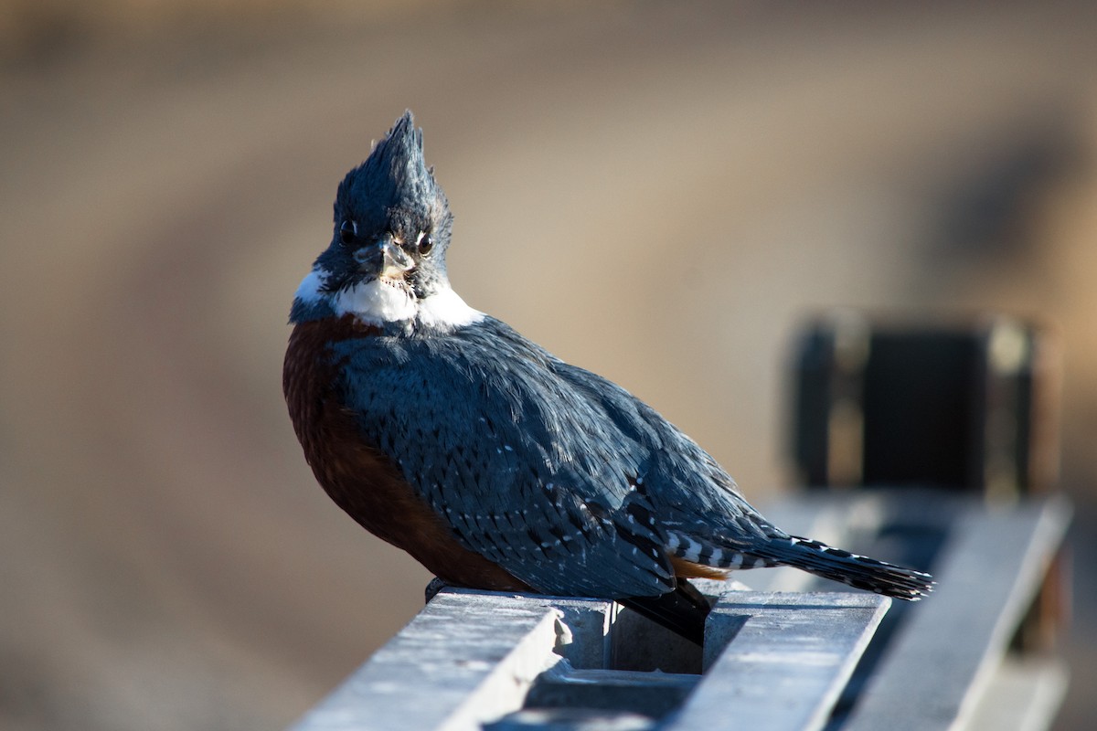 Ringed Kingfisher - ML634310491