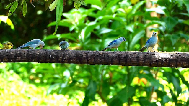 Blue-gray Tanager - ML634310646