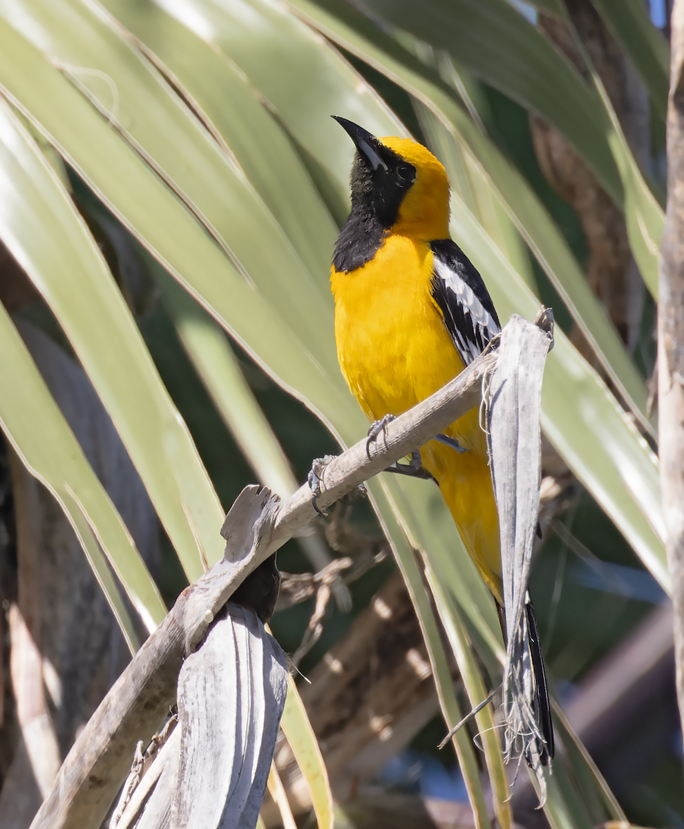 Hooded Oriole - ML634310718