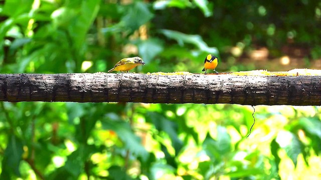 Thick-billed Euphonia - ML634310735