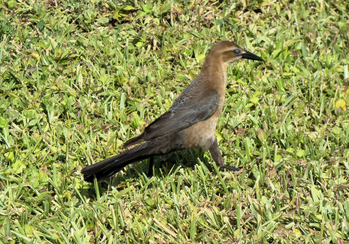 Boat-tailed Grackle - ML634310751