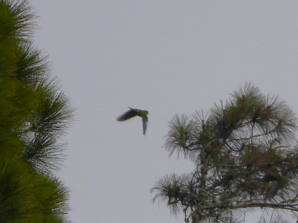 Rose-headed Parakeet - ML634310767