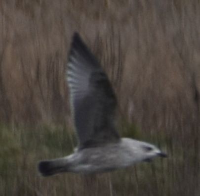 Lesser Black-backed Gull - ML634310802