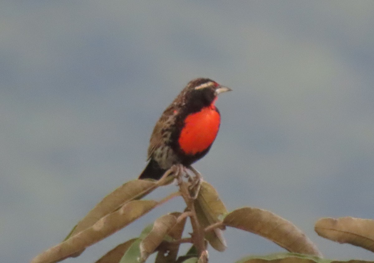 Peruvian Meadowlark - ML634310861