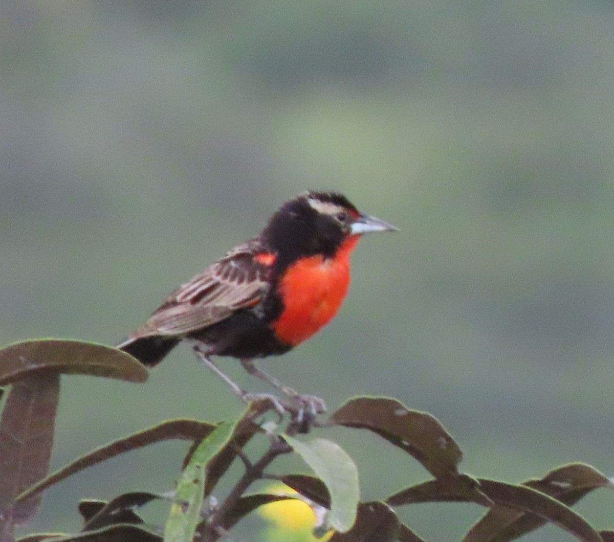Peruvian Meadowlark - ML634310862