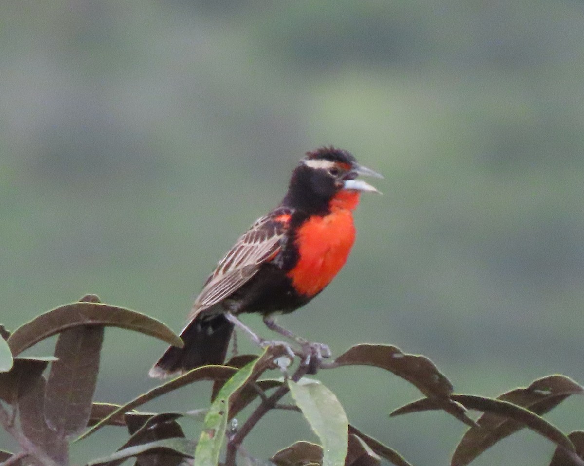 Peruvian Meadowlark - ML634310863