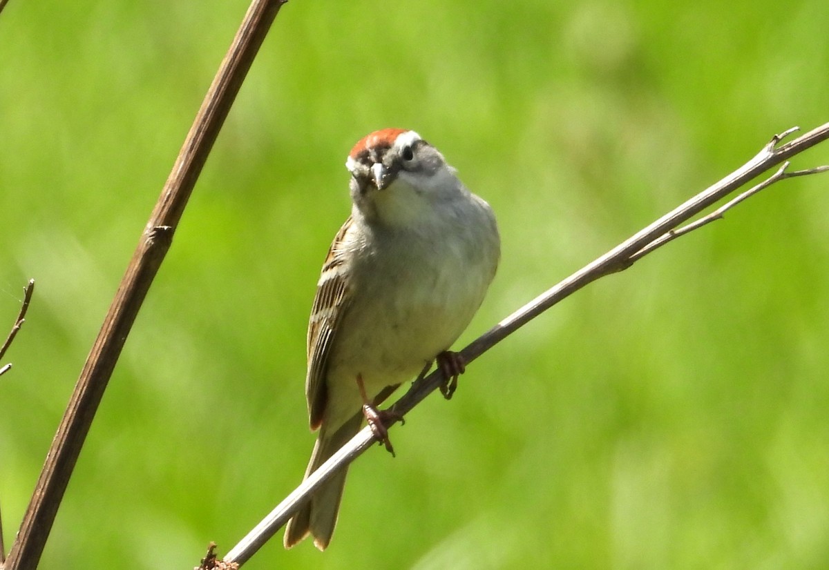 Chipping Sparrow - ML634310865