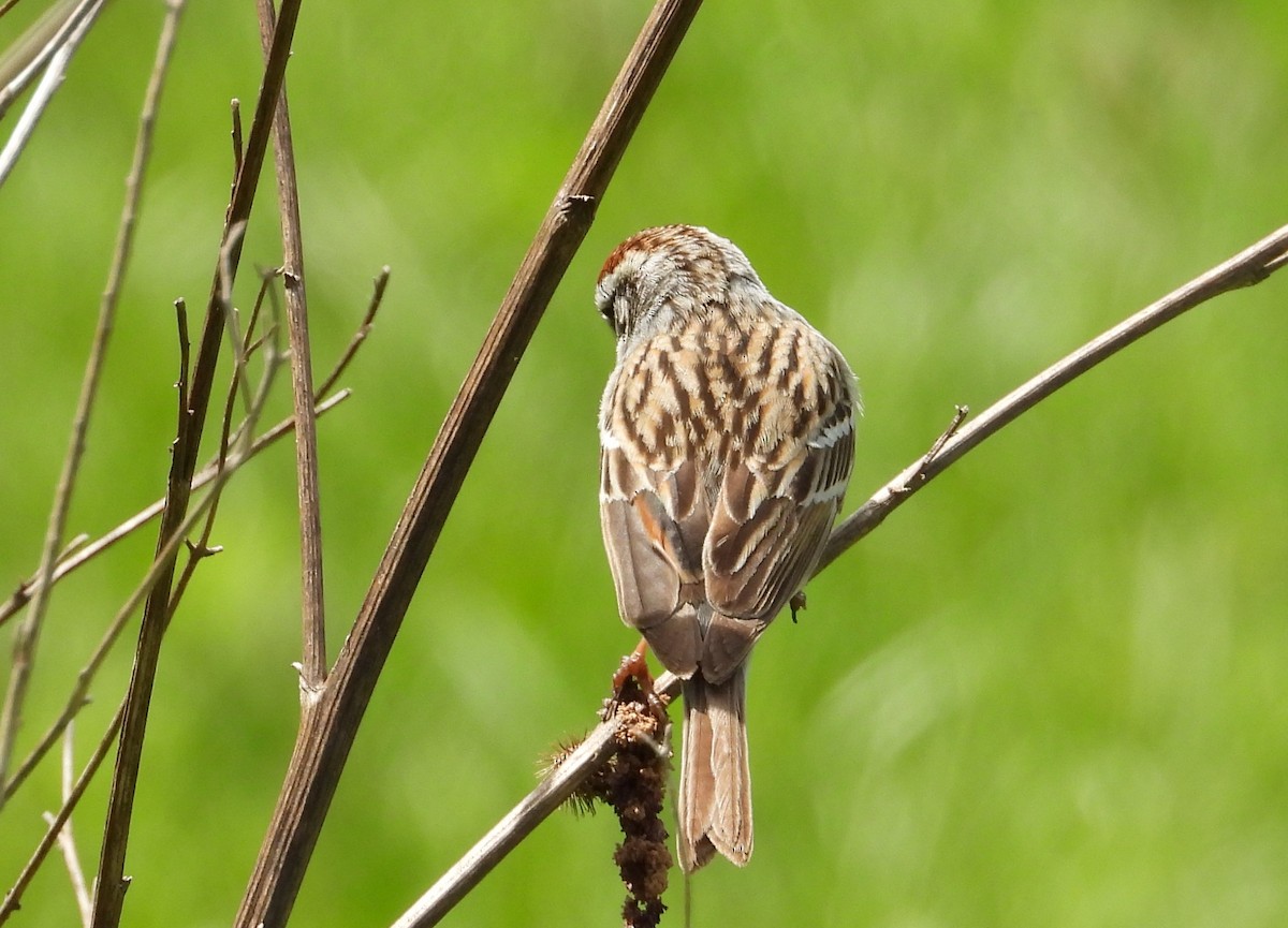 Chipping Sparrow - ML634310866