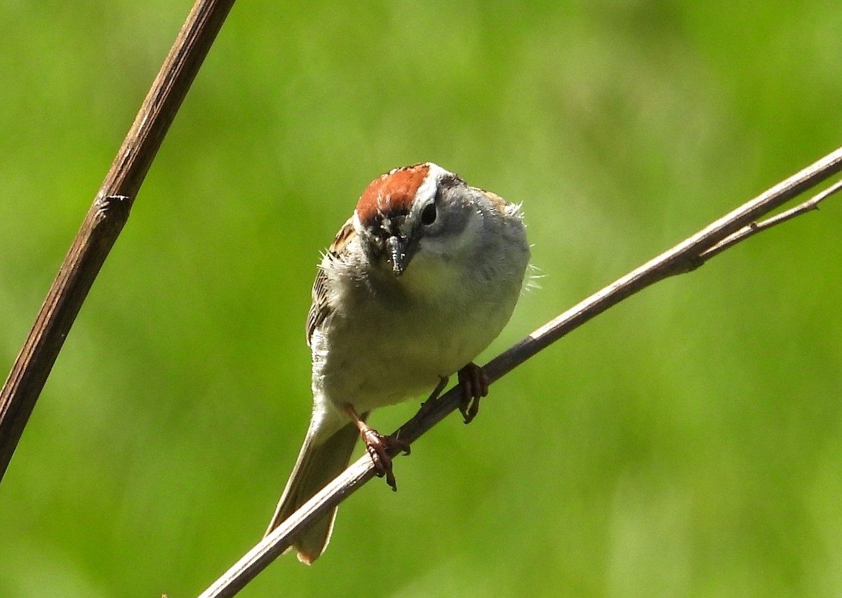 Chipping Sparrow - ML634310867
