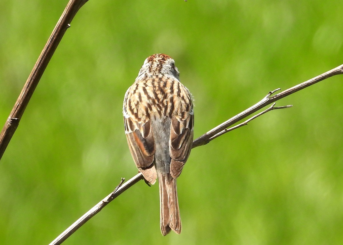 Chipping Sparrow - ML634310870