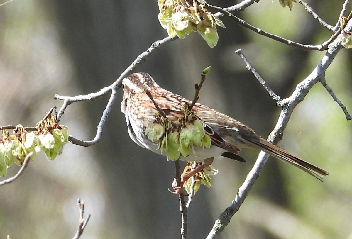 White-throated Sparrow - ML634310891