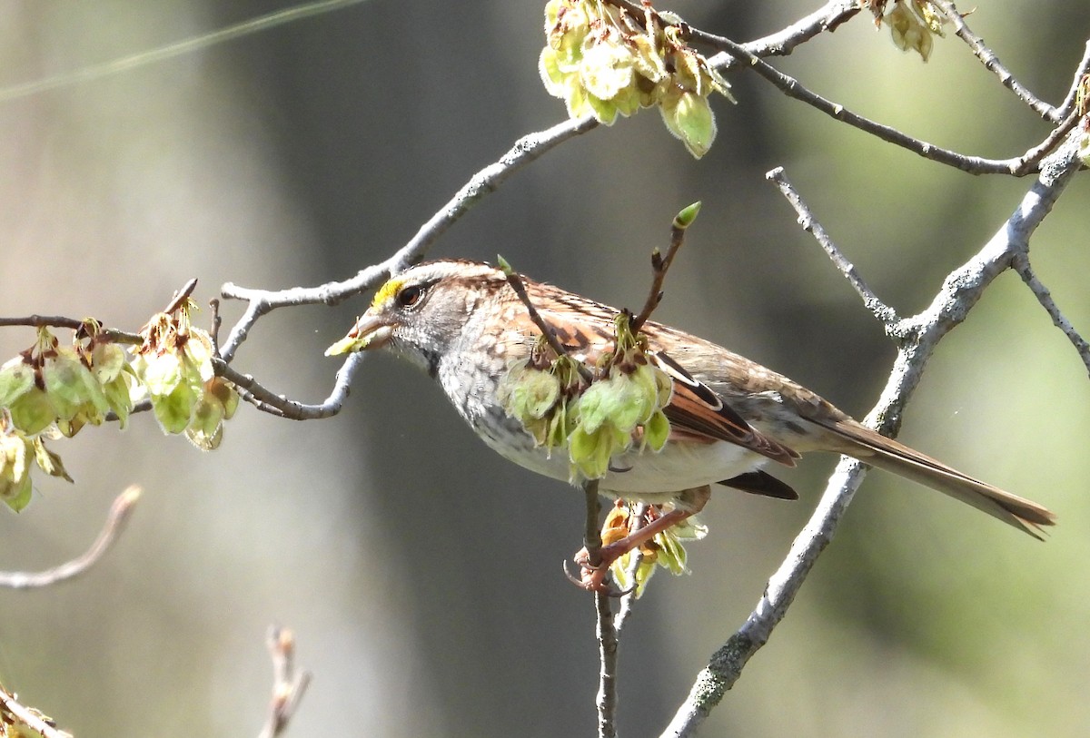 White-throated Sparrow - ML634310892