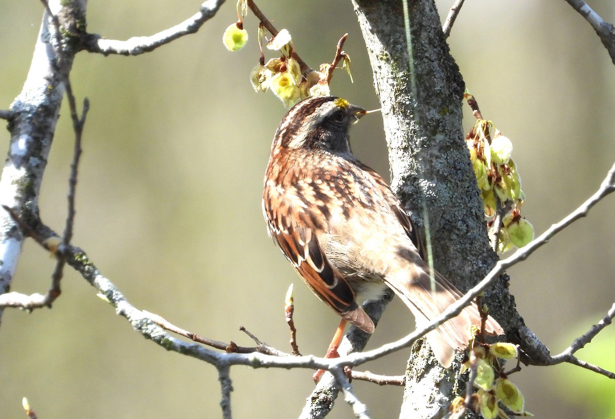White-throated Sparrow - ML634310893