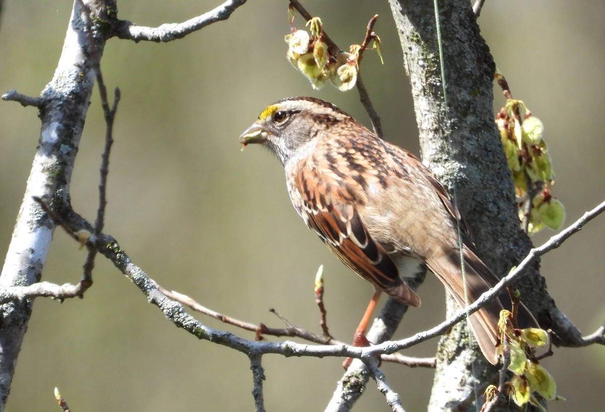 White-throated Sparrow - ML634310894