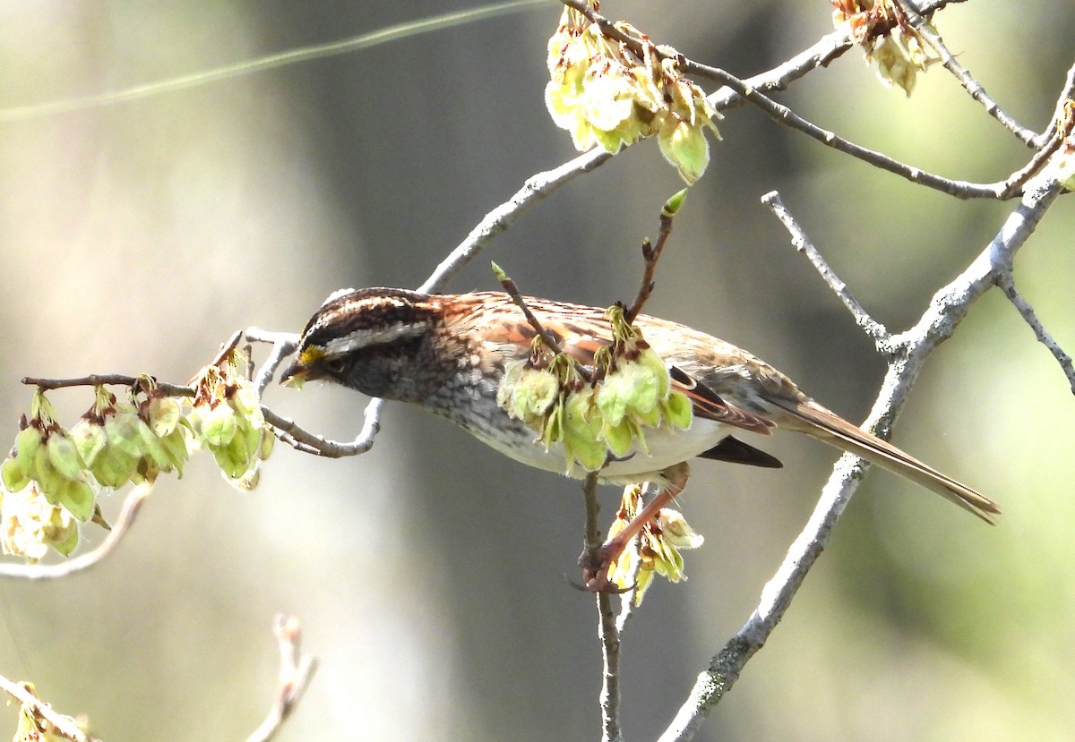 White-throated Sparrow - ML634310897