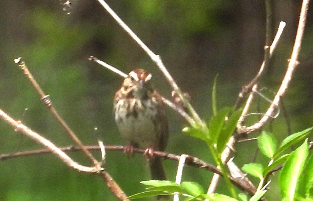 Song Sparrow - ML634310924