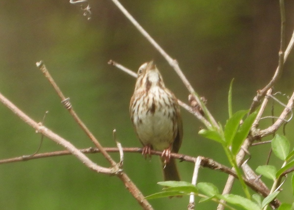 Song Sparrow - ML634310925