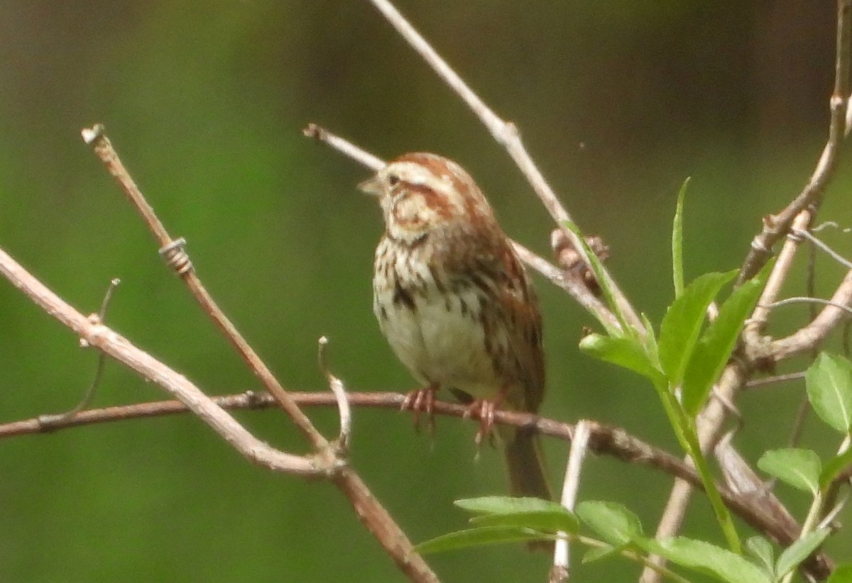 Song Sparrow - ML634310926