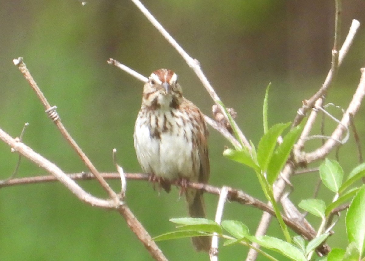 Song Sparrow - ML634310927