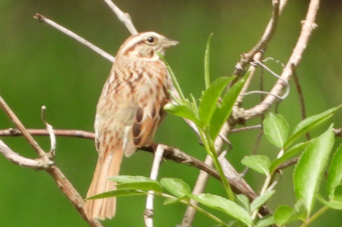 Song Sparrow - ML634310928