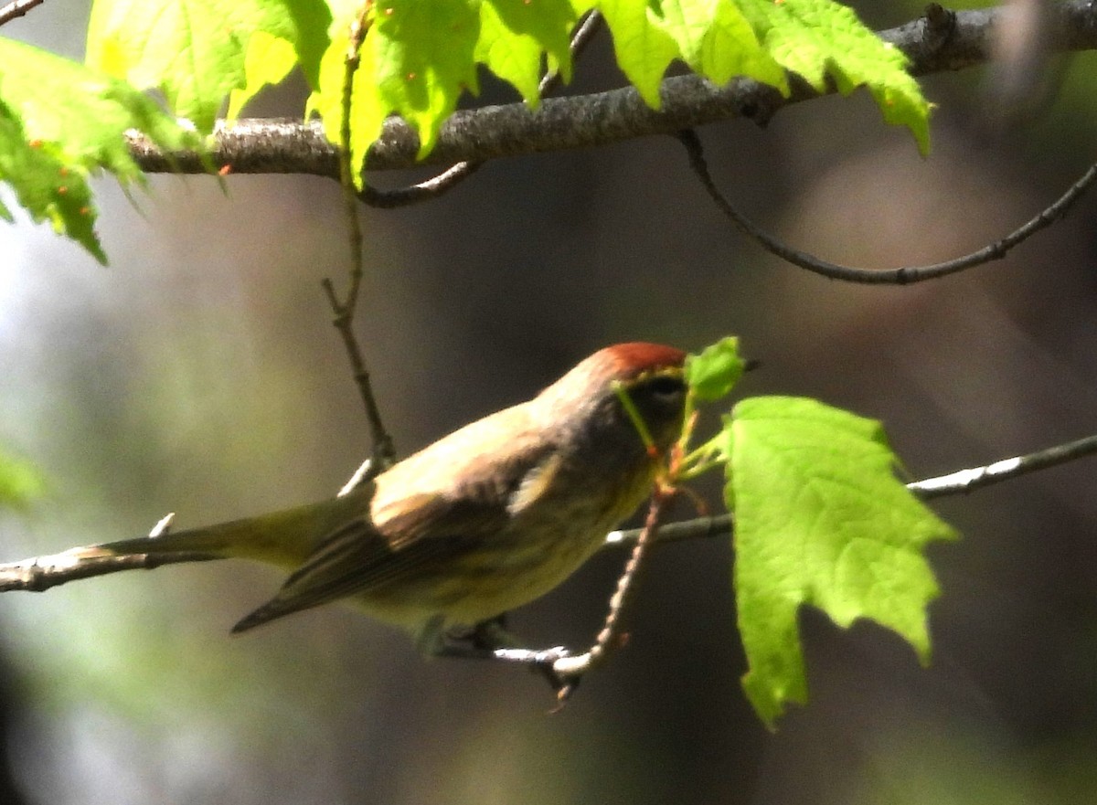 Palm Warbler - ML634310944