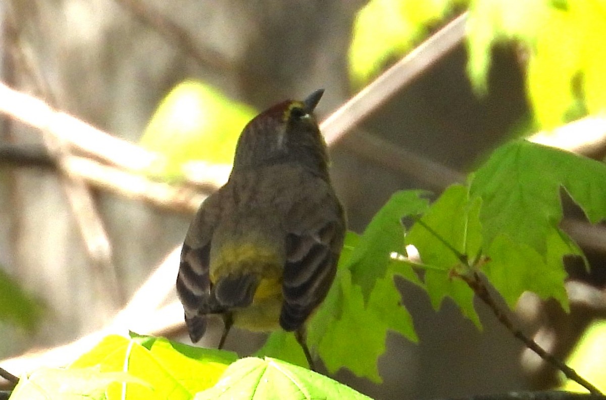 Palm Warbler - ML634310945