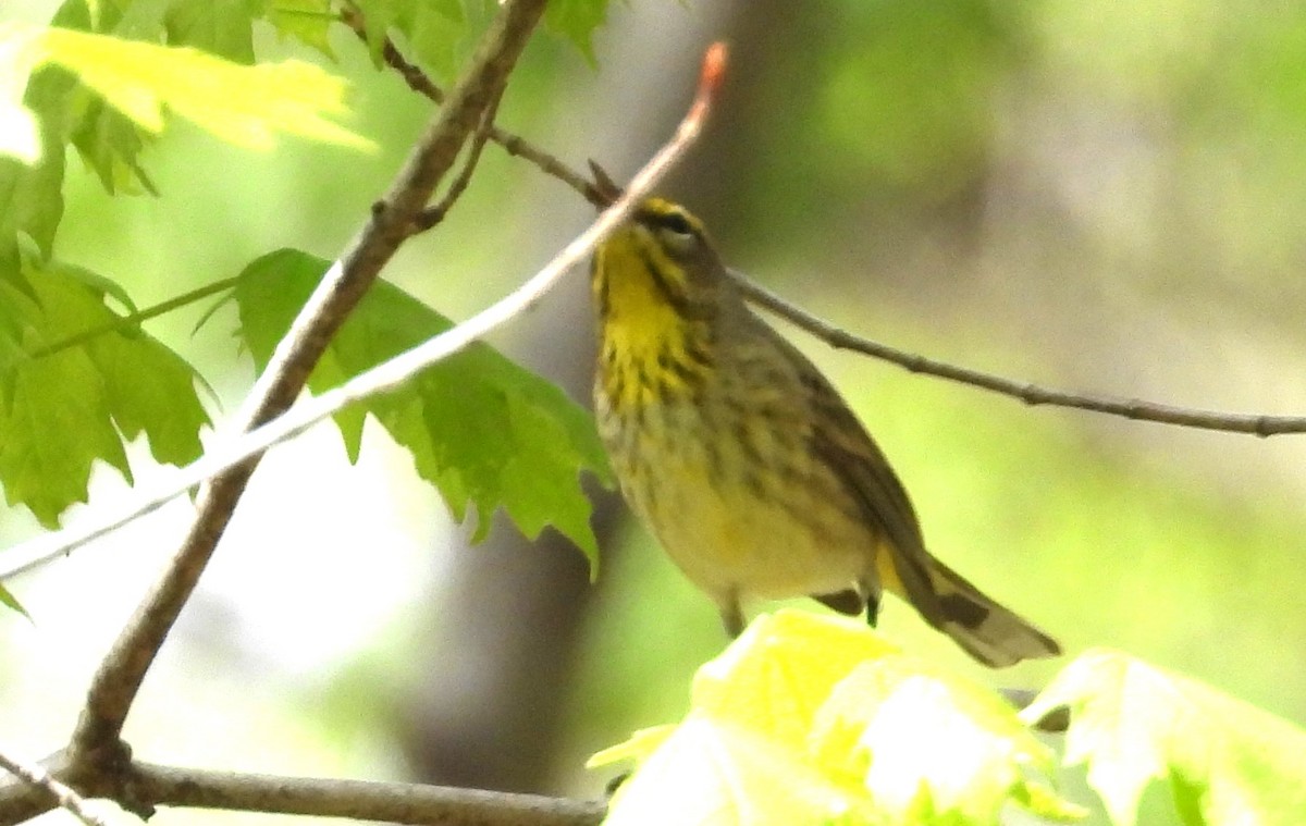 Palm Warbler - ML634310946