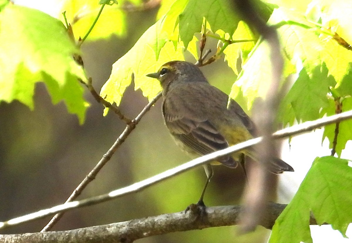 Palm Warbler - ML634310947