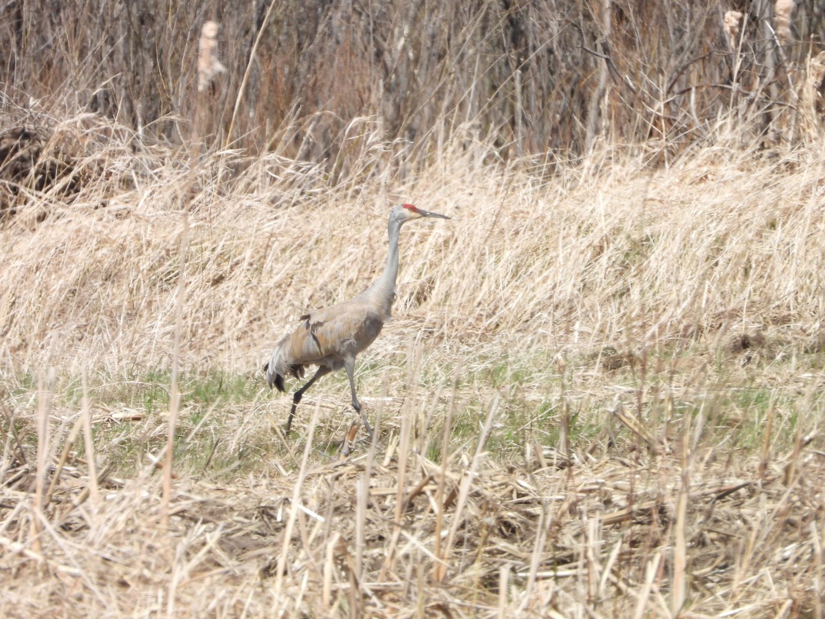 Sandhill Crane - ML634311251