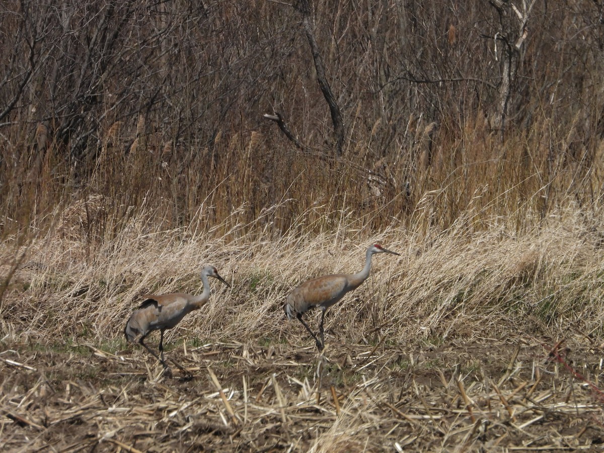 Sandhill Crane - ML634311252