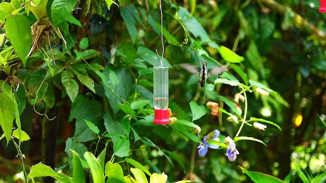 Black-throated Mango - ML634311255