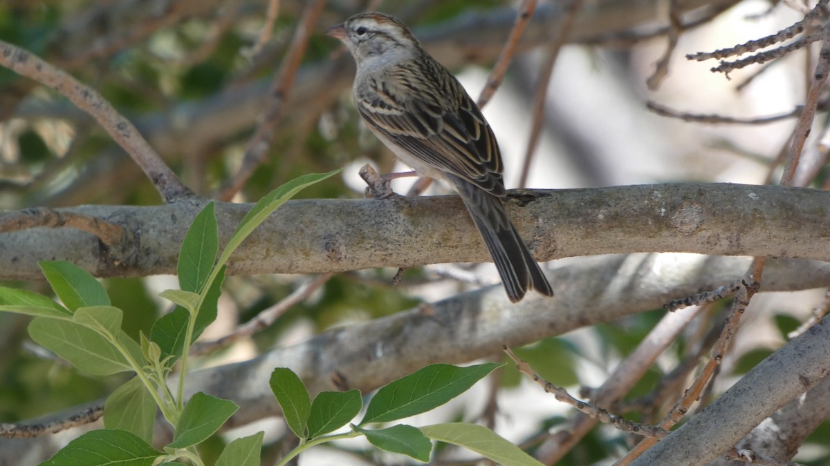 Chipping Sparrow - ML634311260