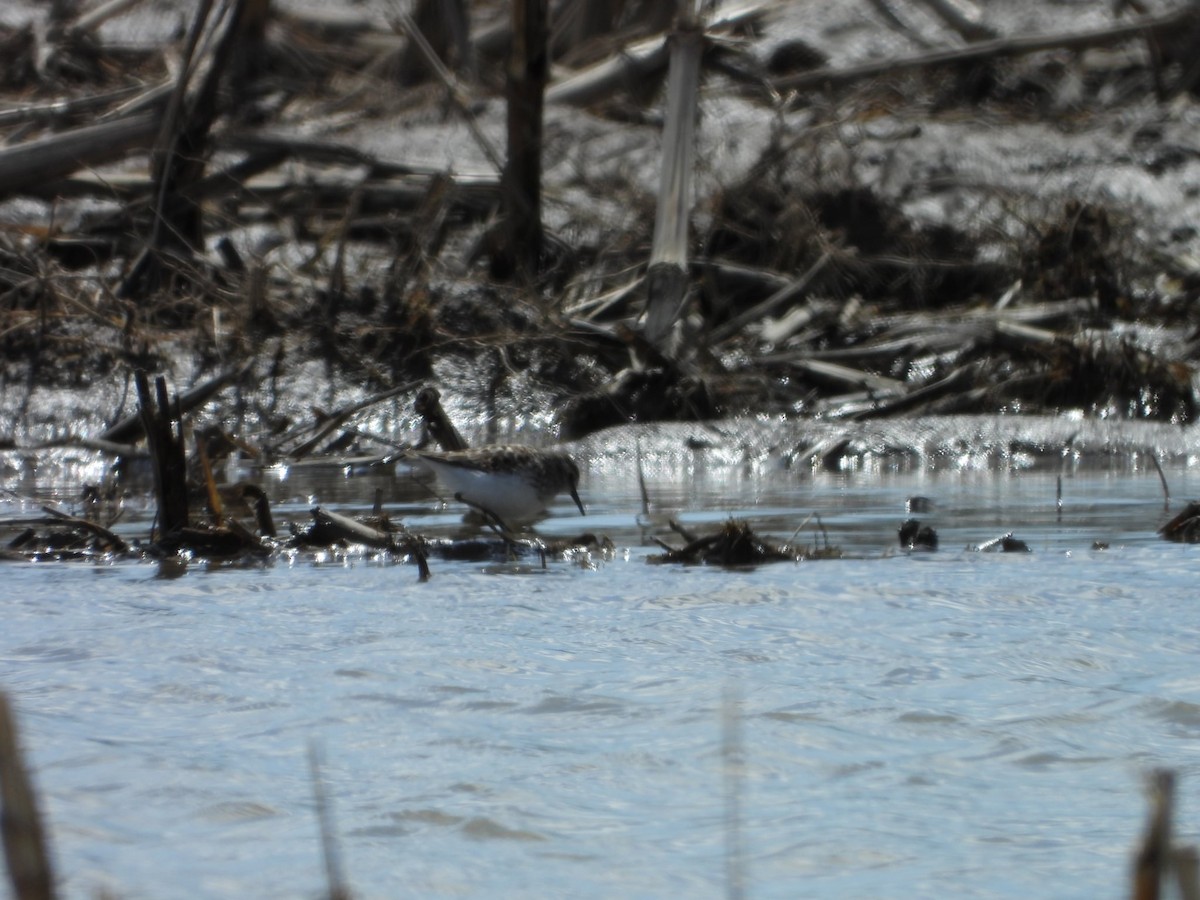 Least Sandpiper - ML634311268