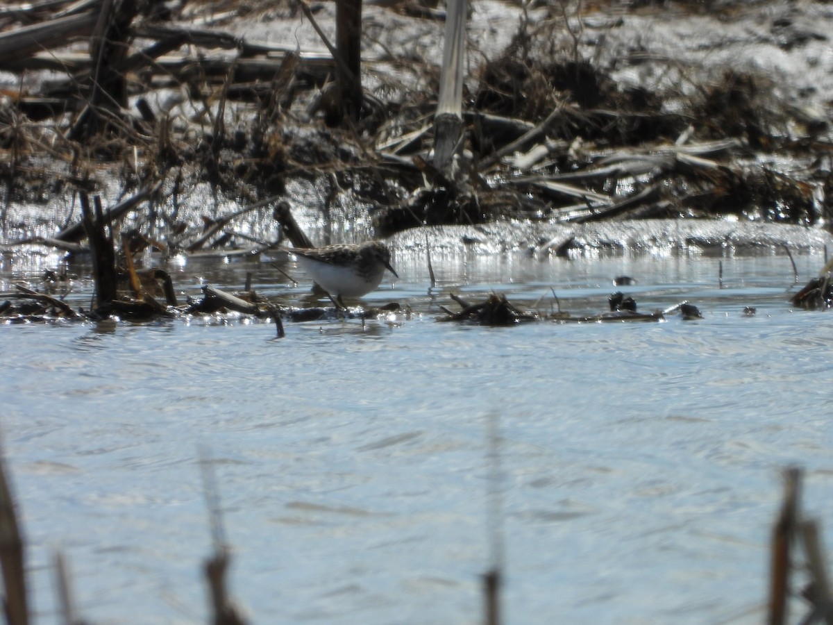 Least Sandpiper - ML634311269