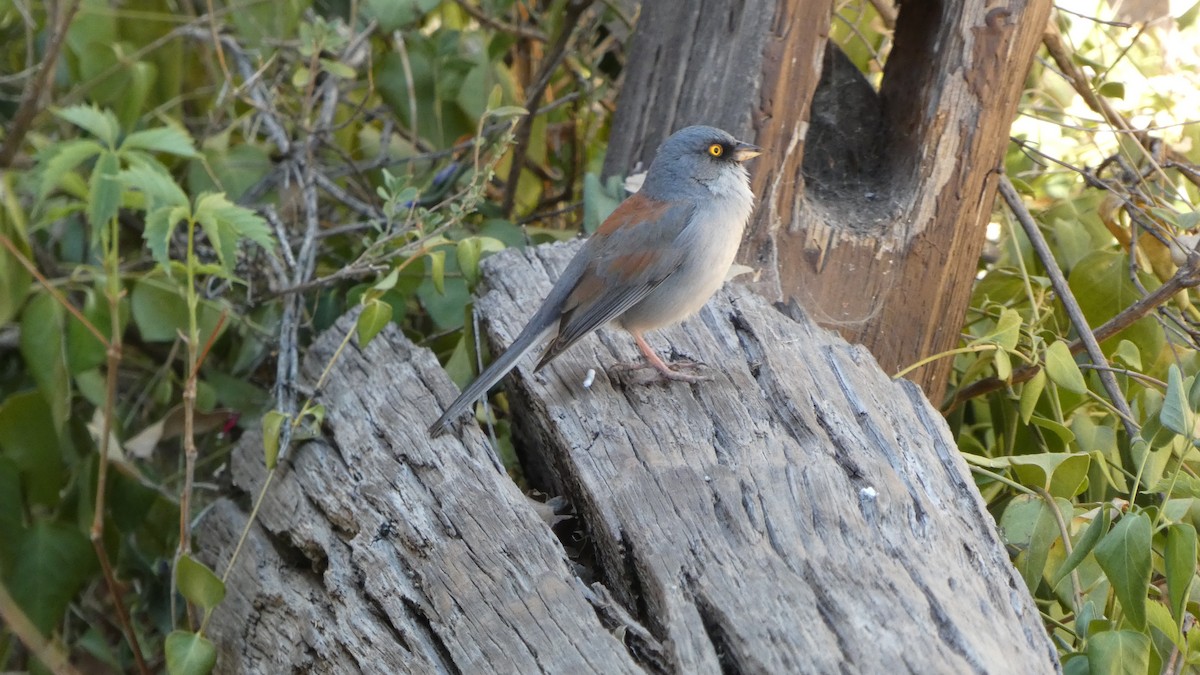 Yellow-eyed Junco - ML634311279